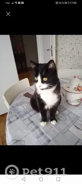 Chat perdu: Noir/Blanc, 4 ans - photo