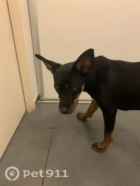 Chien perdu retrouvé à Saint-Denis - photo