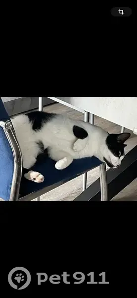 Chat perdu: Yasmine, Ris-Orangis - photo
