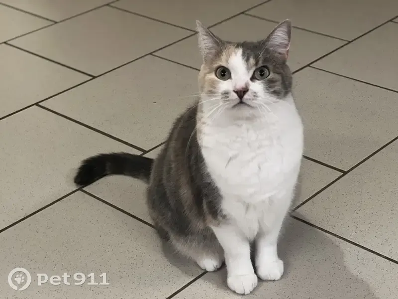 Chat écaille perdu à Avesnes-le-Sec - photo
