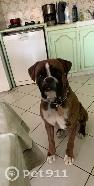 Nino, Boxer perdu à Herrère - photo