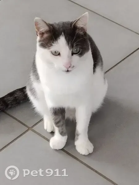Chat blanc/gris timide perdu - photo