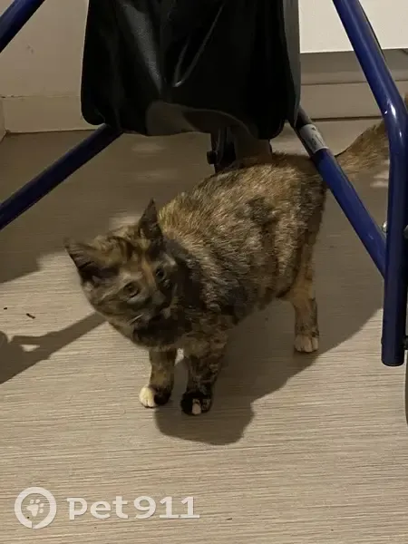 Chaton isabelle sauvé à Saint-Palais - photo