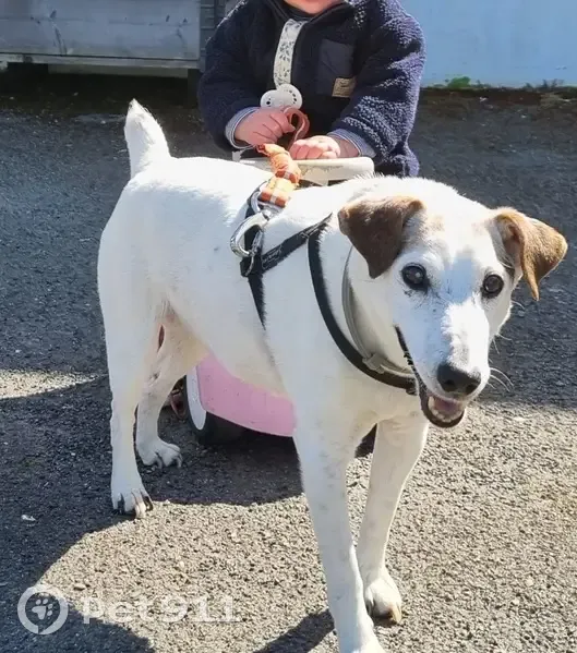 Jack Russell âgé perdu près de Chaussy - photo