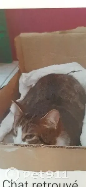Chat blessé trouvé, aidez-le! - photo