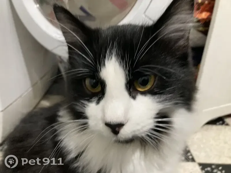 Chaton noir et blanc perdu - photo