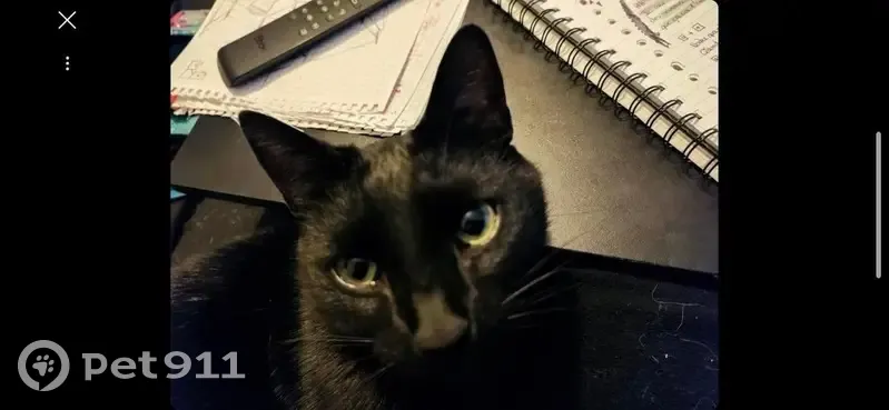 Noctalie, chat noir perdu - photo