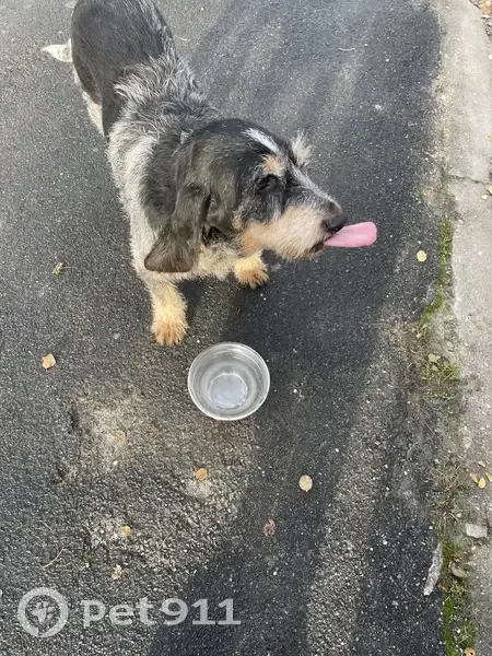 Chien perdu à Clos Chassaing - photo