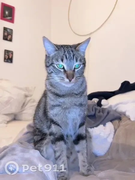 Chat tigré perdu - Famille inquiète - photo