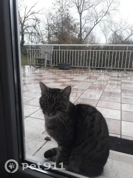 Chat gris affectueux trouvé - photo