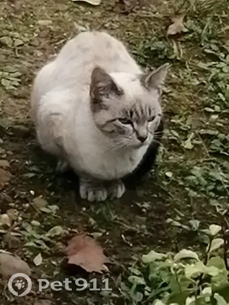 Chat siamois trouvé à Josse - photo