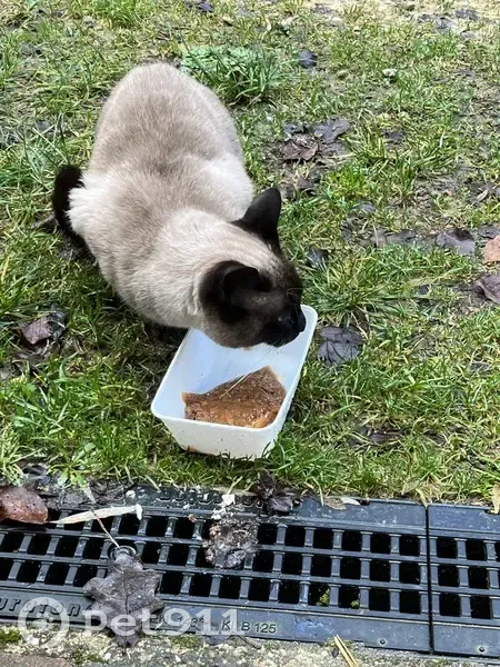 Chat siamois perdu à Joppécourt - photo