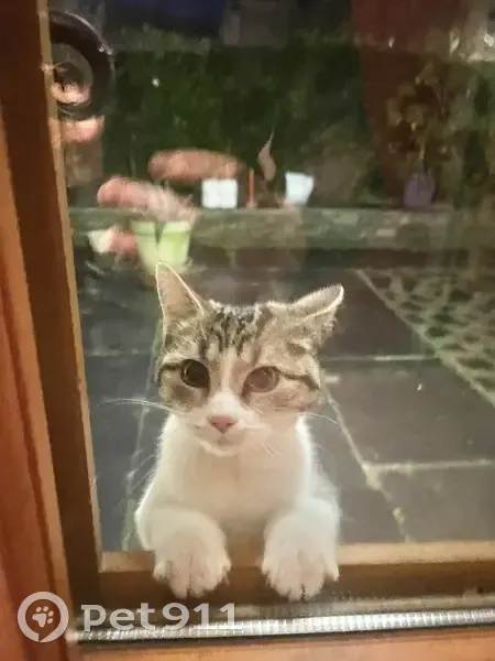 Chaton blanc-gris perdu, Ombrée - photo