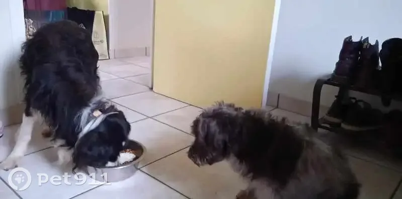 Chien perdu entre La Roche et Plouédern - photo