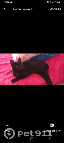 Chat noir câlin trouvé à Bastia - photo