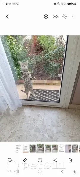 Chat tigré trouvé, Le Mans - photo