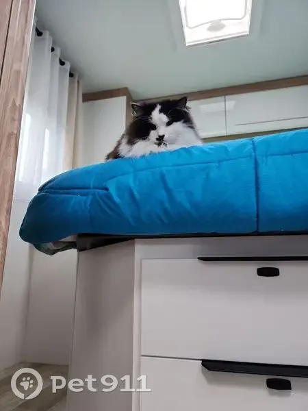 Chat noir et blanc perdu à Biarritz - photo