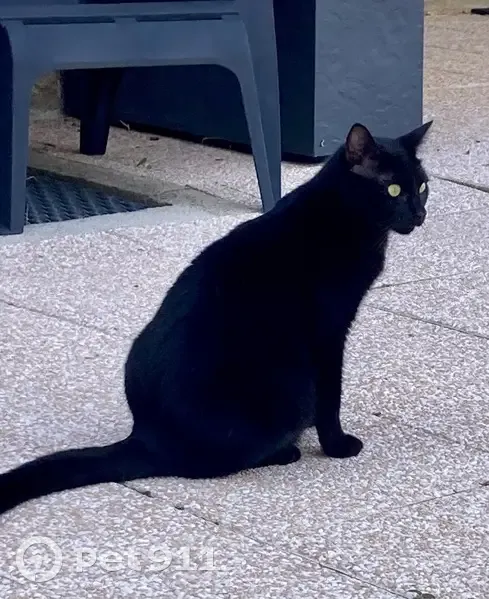 Chatte noire perdue à Besançon - photo