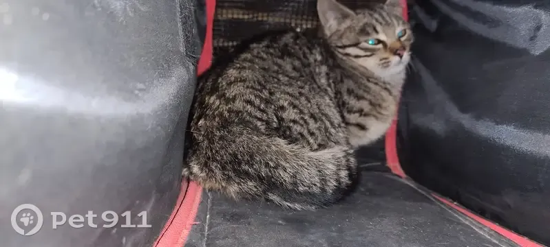 Chaton tigré gris trouvé à Orange - photo