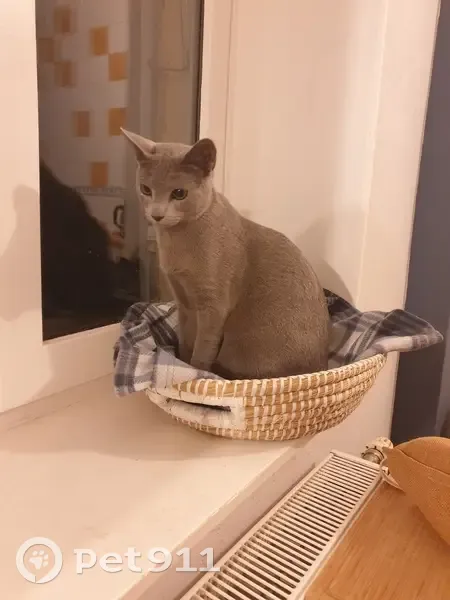 Chat perdu à Chozeau - photo