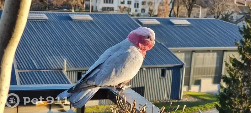 Cacatoès en fuite vers Genève - photo