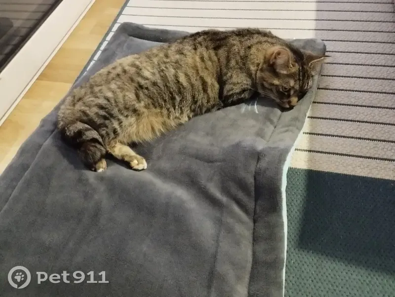 Snoop, chatte grise perdue - photo