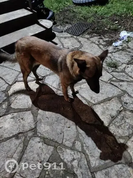 Malinois fauve trouvé à Réalville - photo