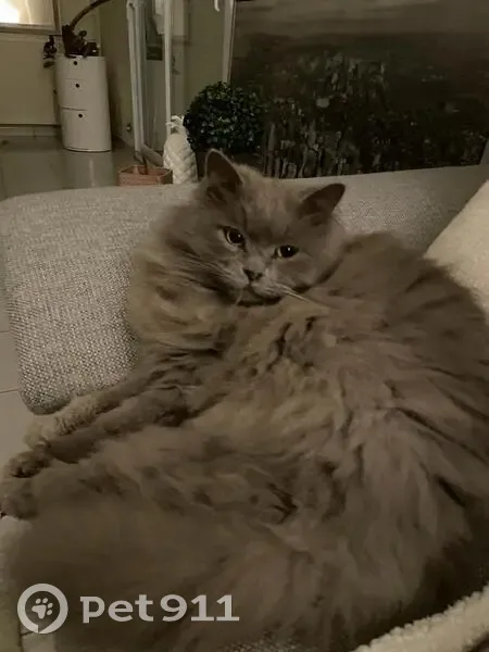 Chat British gris perdu - photo