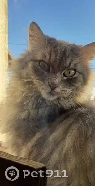 Chat tigré trouvé à Beaurains-lès-Noyon - photo