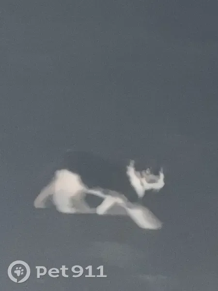 Chatte collier trouvé à Le Mené - photo