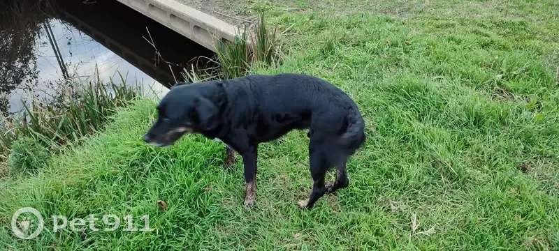 Chien noir suiveur trouvé - photo