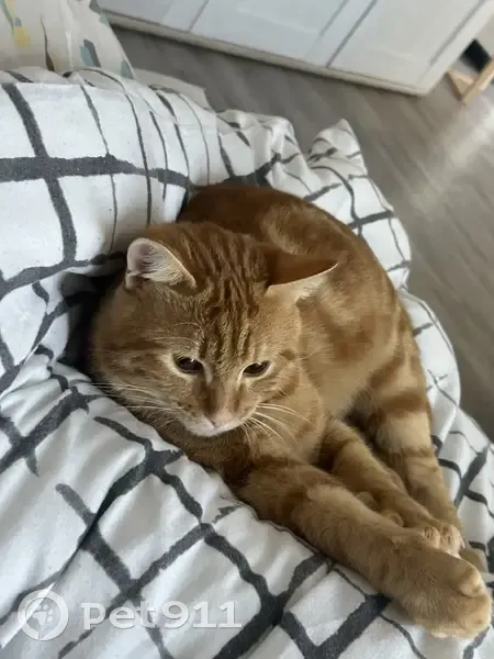Chat roux tigré perdu à Aubagne - photo