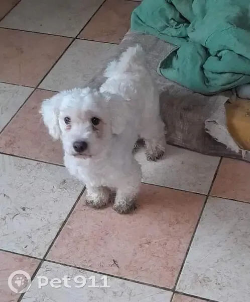 Chien peureux perdu D 38 Milizac - photo