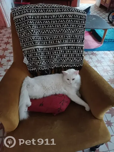 Chat blanc perdu à Nîmes - photo
