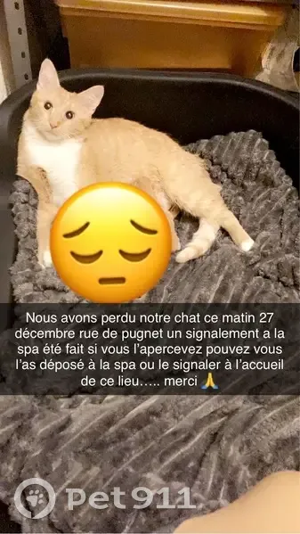 Chat roux et blanc perdu - photo