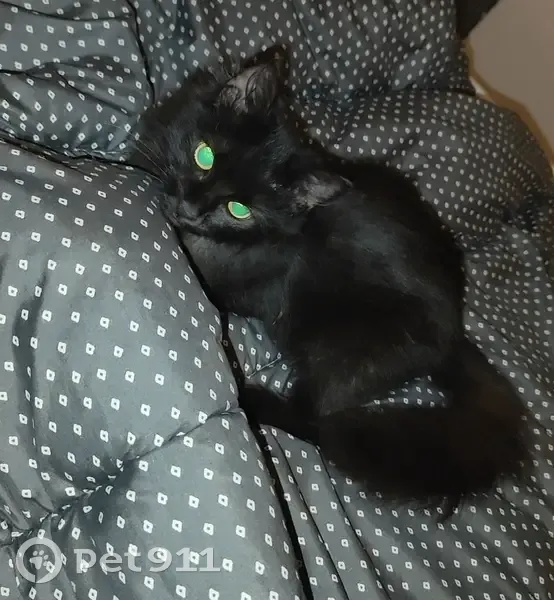 Chaton noir perdu - Blacy - photo