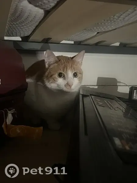 Chat roux trouvé à Lyon - photo