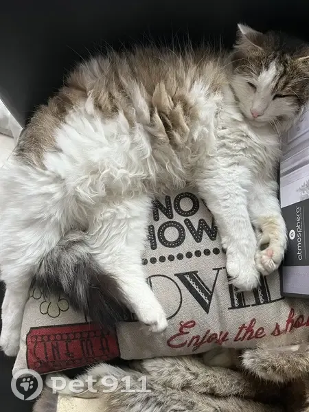 Chat blanc tigré perdu à Éragny - photo