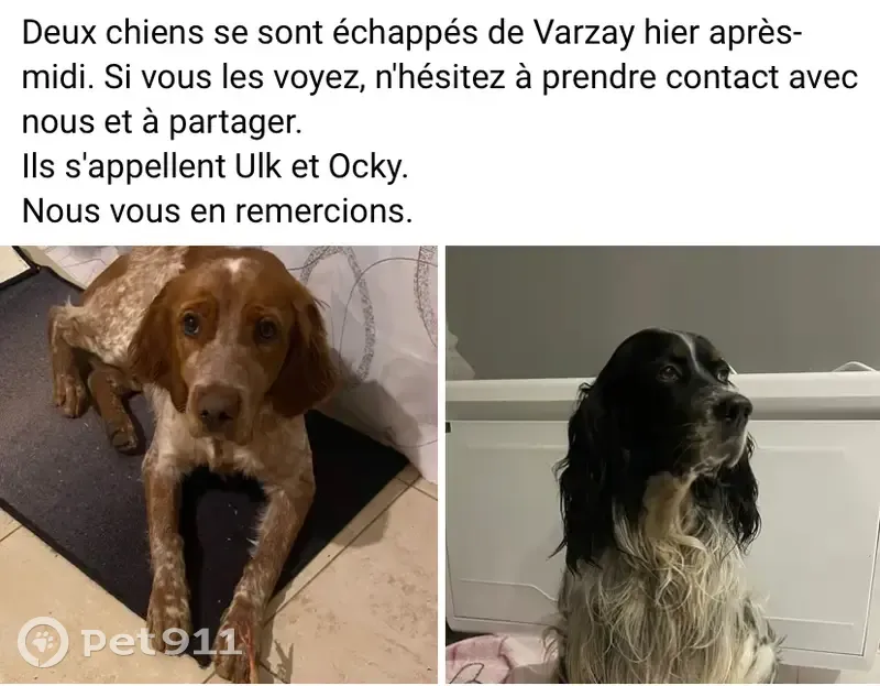 Alerte: Deux Chiens Perdus à Puyrolland - photo