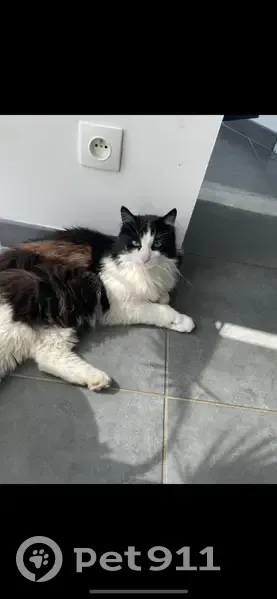 Chat Bibou perdu à Ennetières - photo