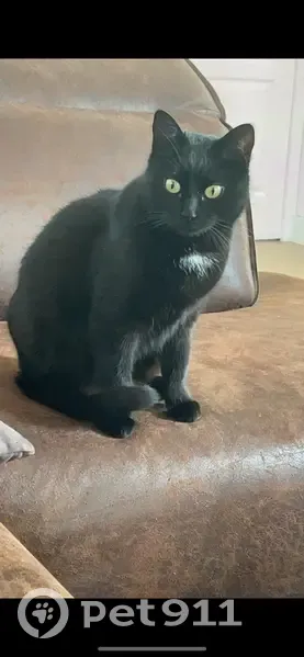 Chatte noire perdue à Plancoët - photo