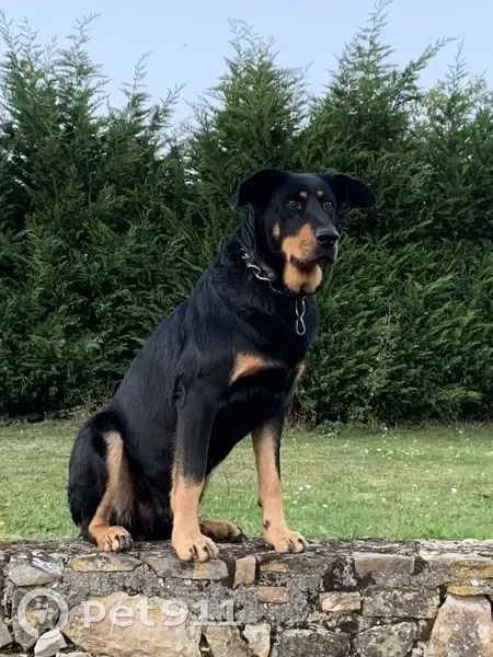 Nala, Beauceronne perdue, Saint-Denis - photo