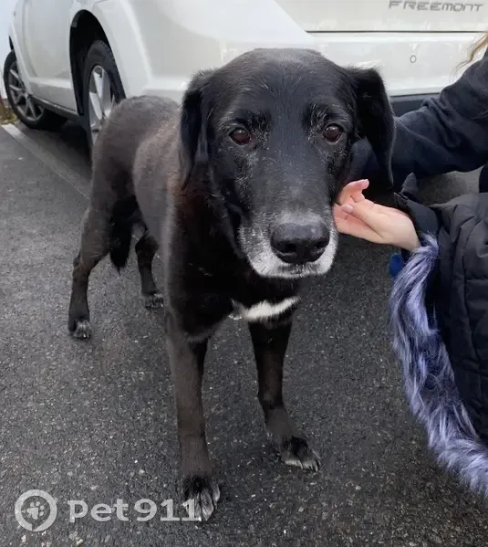 Chien perdu à Chéray retrouvé - photo