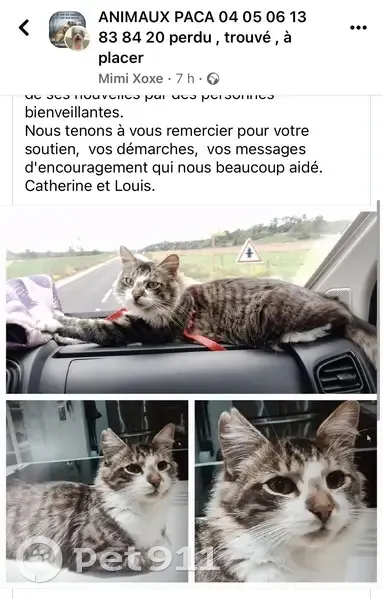 Chat échappé du ferry à Ajaccio - photo