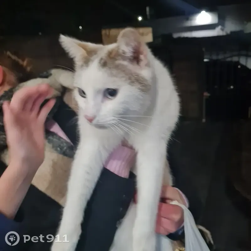 Chat trouvé rue Hippodrome - photo