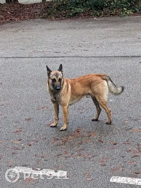 Chien perdu suit le mien à Limoges - photo