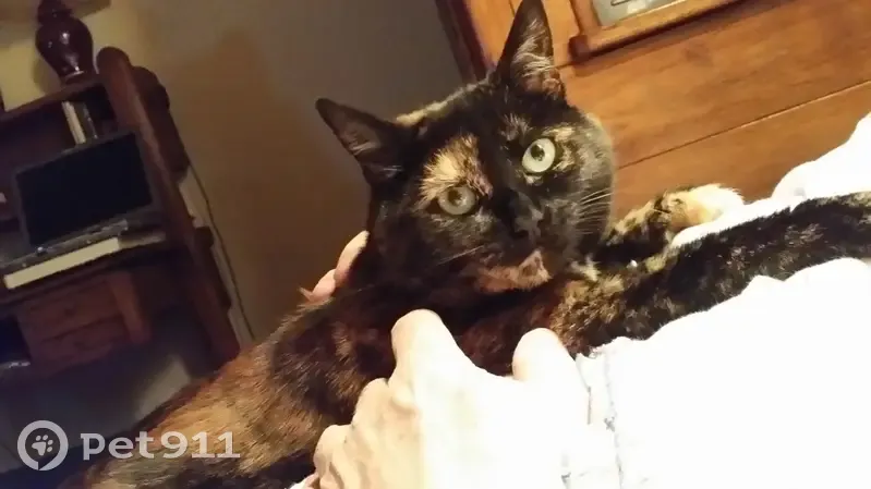 Chatte écaille perdue à Vovéens - photo