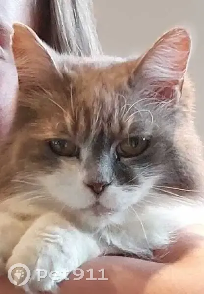 Chatte âgée perdue à Bégaar - photo