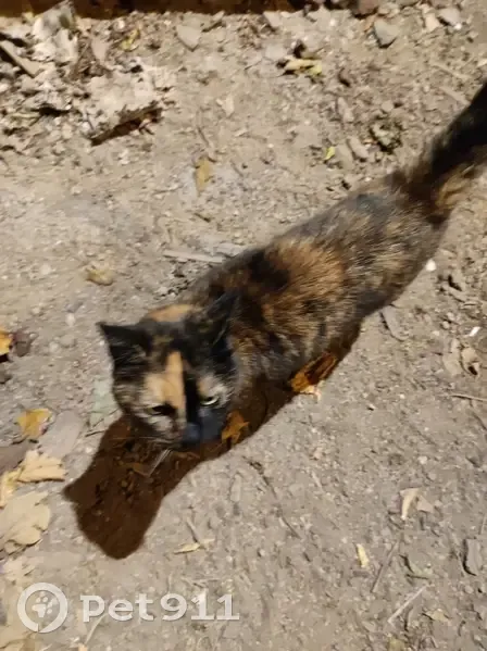 Chatte écaille trouvée à Augé - photo