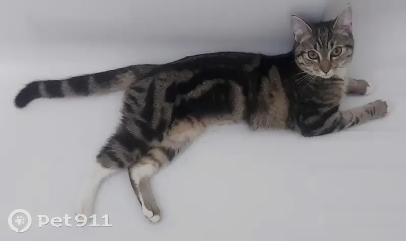 Chatte PJ tigrée perdue à Auray - photo